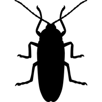 Cafard